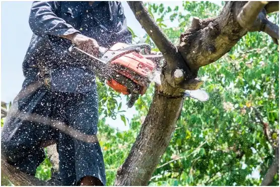 tree services Emery